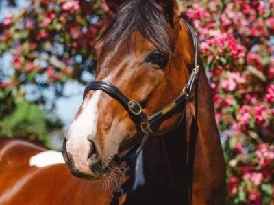 Sam Bastian (Samaii Mago xx x Faigher) Champion pinto stallion in Denmark, now compeating in Finland