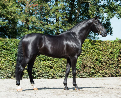 その他 Armored Knight Stallion AFK6 Armored Knight Stallion AFK6 | その他