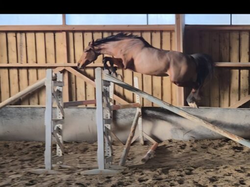 Iron Man De Favray's offspring jumping